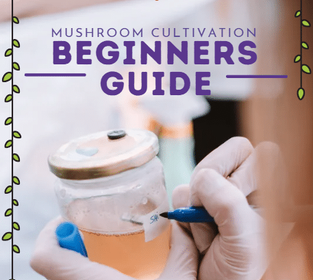 Mushroom Cultivation Beginners Guide