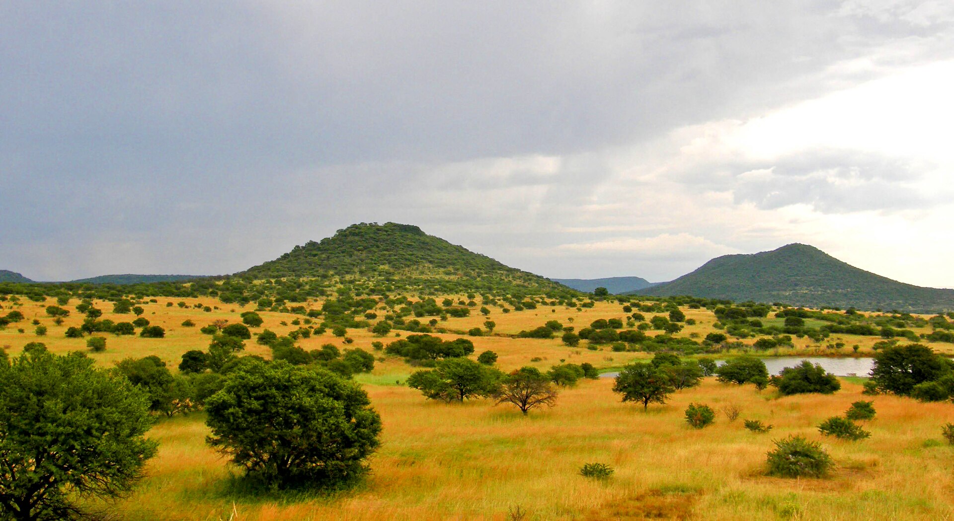 African savanna grassland, the environment where early hominids evolved
