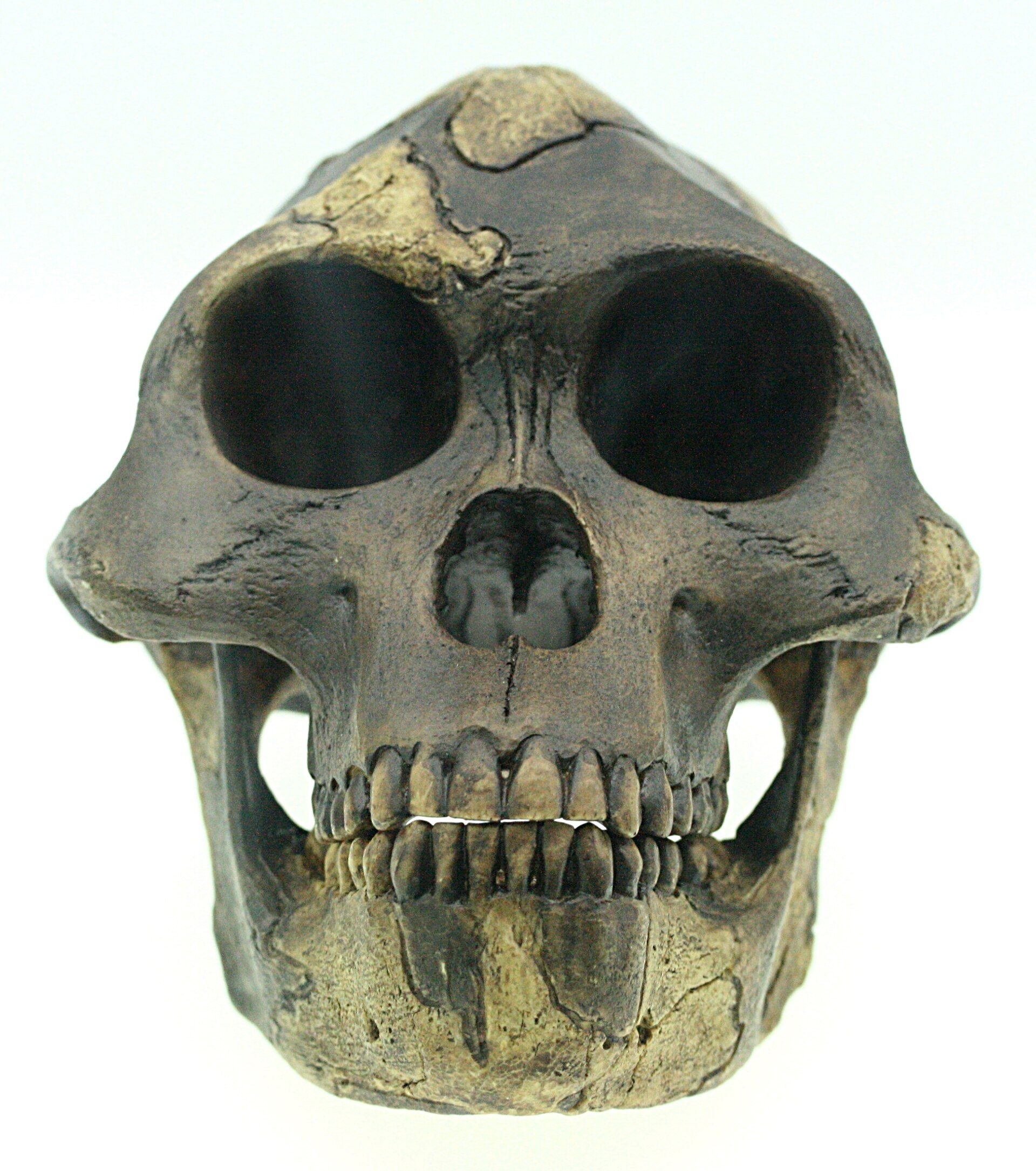 Reconstruction of Australopithecus afarensis, an early human ancestor