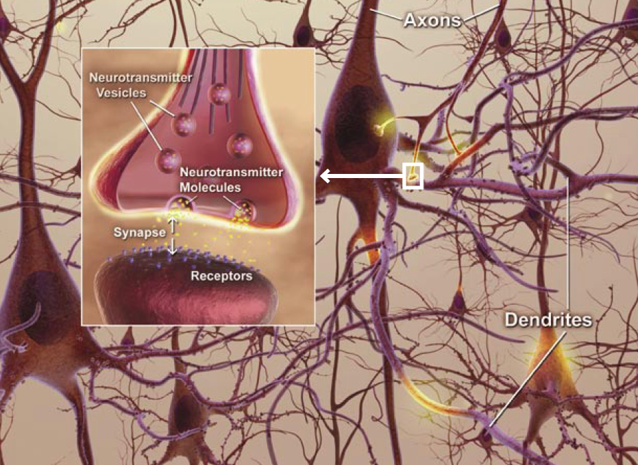 Illustration of neurons connecting through axons, dendrites and synapses