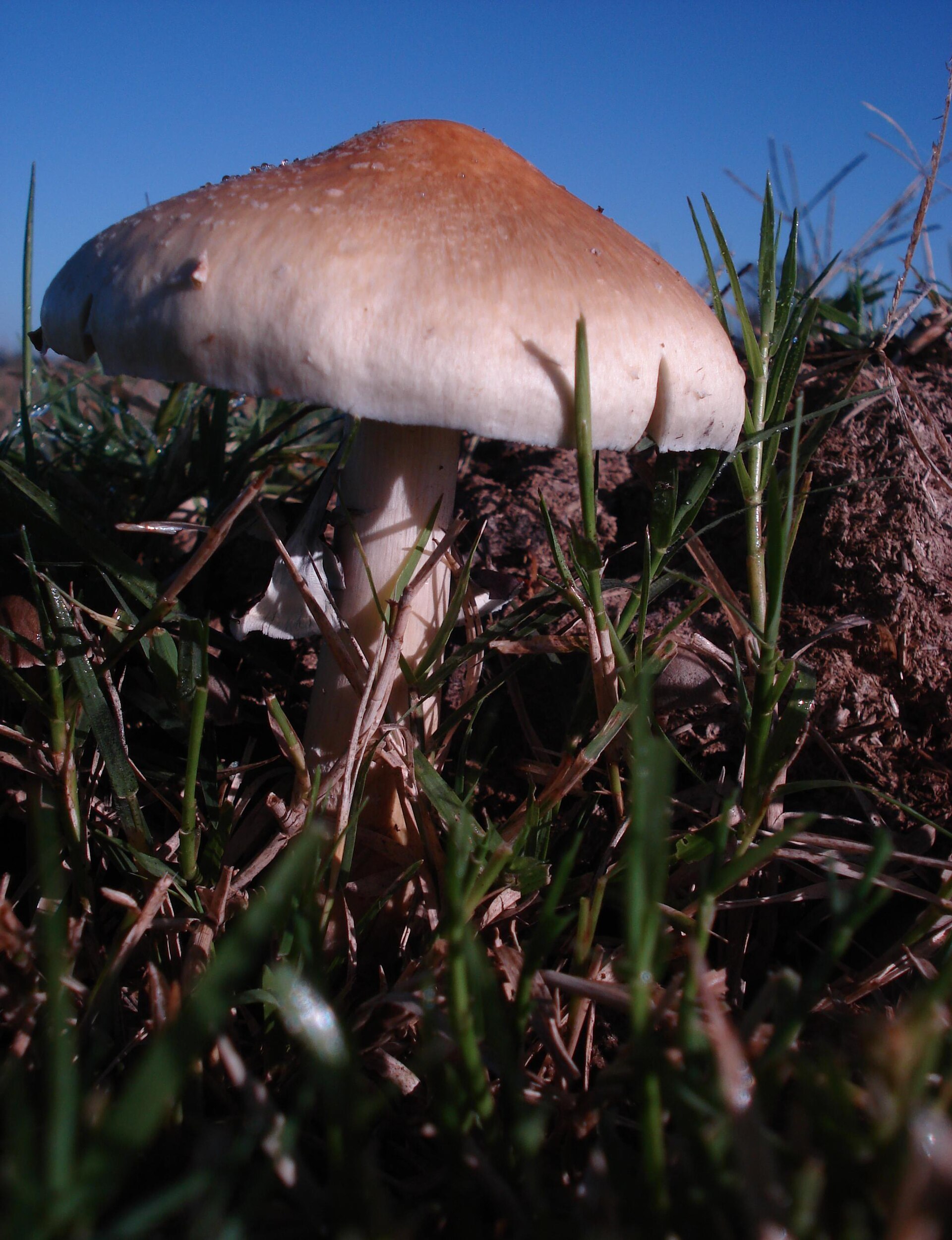 A Psilocybe cubensis mushroom, the species central to McKenna's Stoned Ape hypothesis