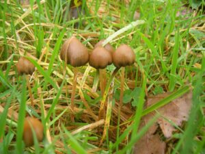Psilocybe semilanceata, the liberty cap, a wild psilocybin mushroom