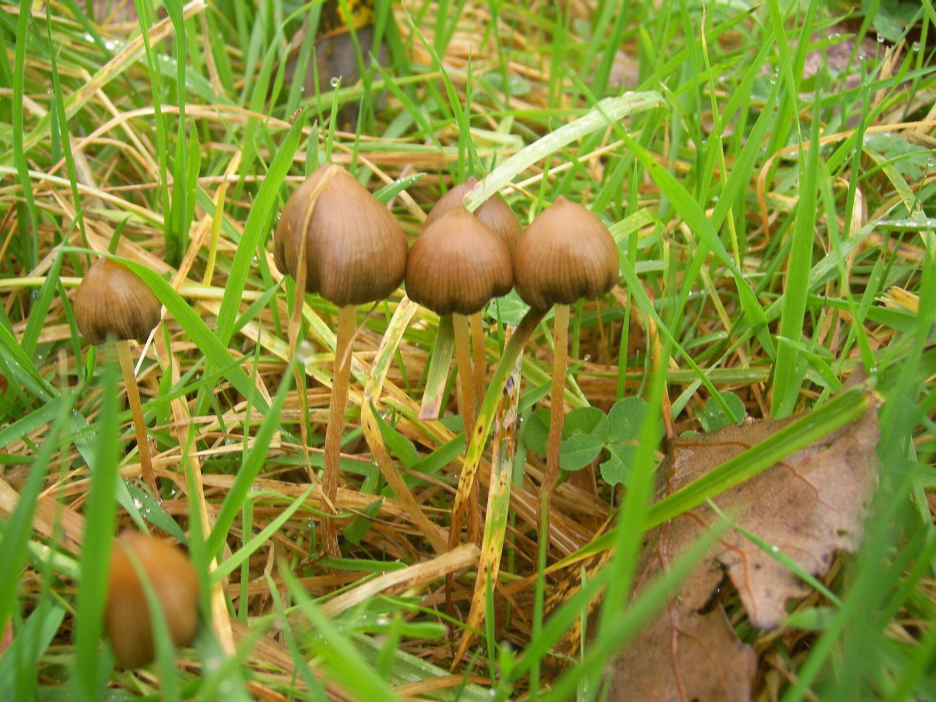 Psilocybe semilanceata, the liberty cap, a wild psilocybin mushroom