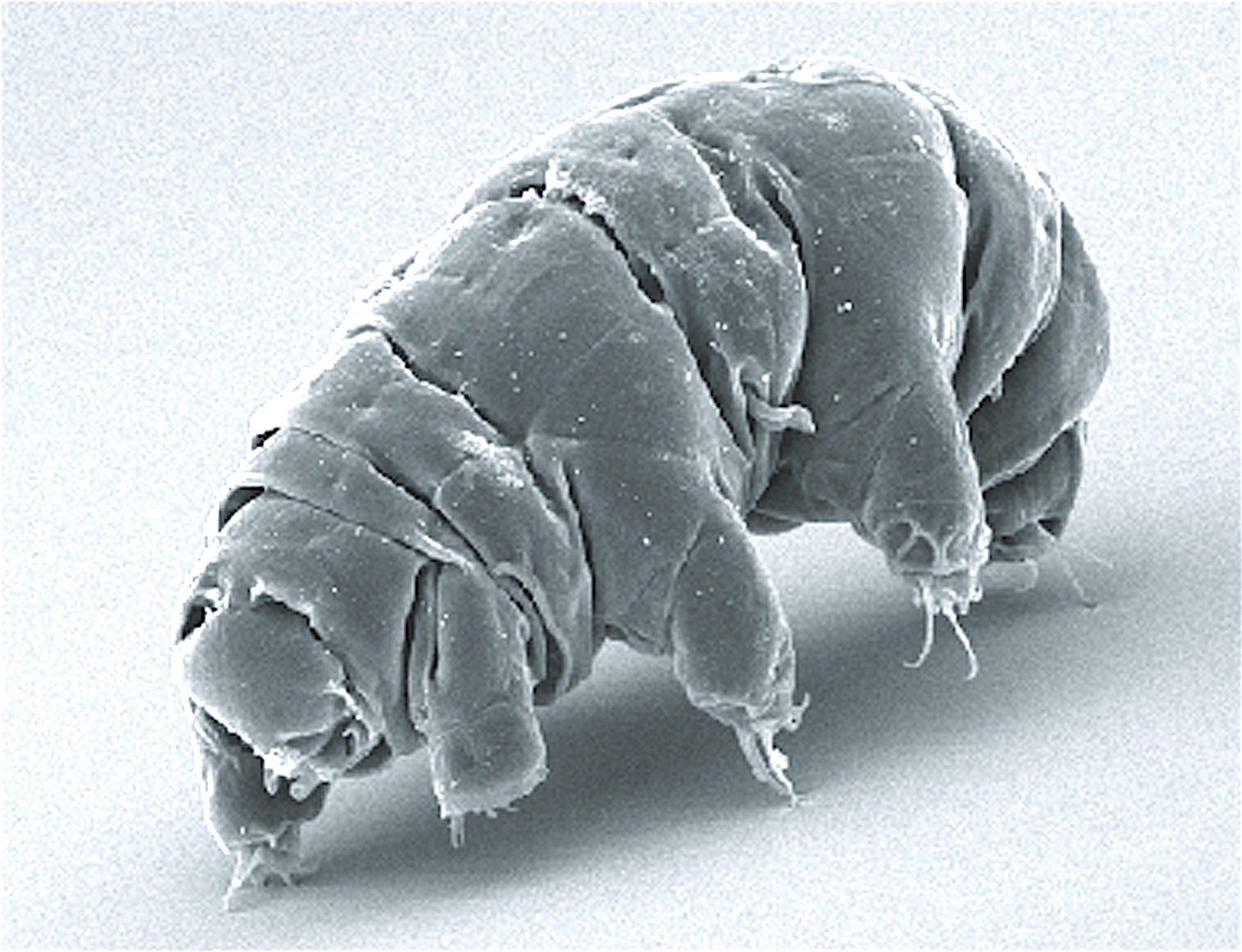A tardigrade, or water bear, seen under a scanning electron microscope