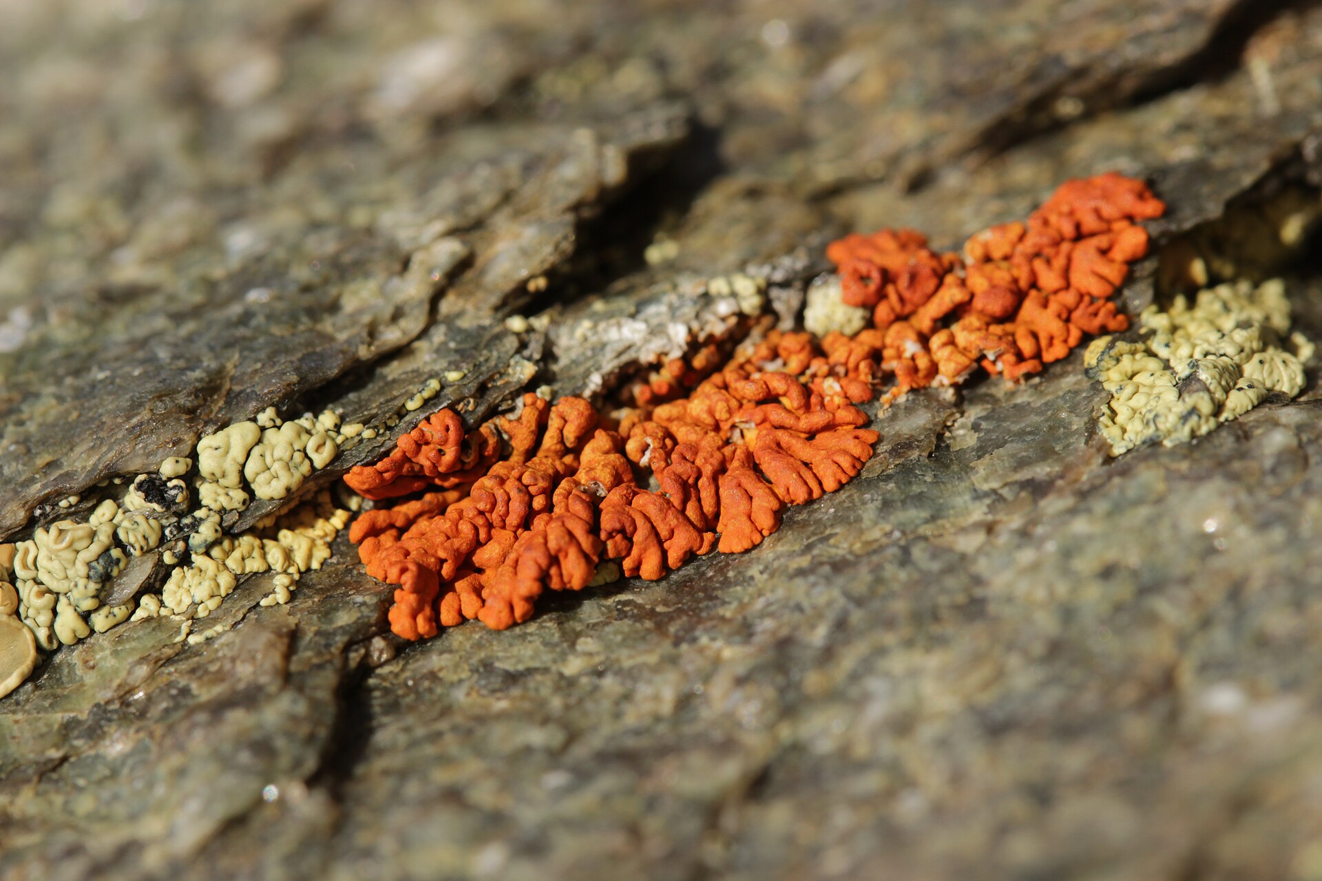 Xanthoria elegans, the elegant sunburst lichen, one of the toughest organisms known