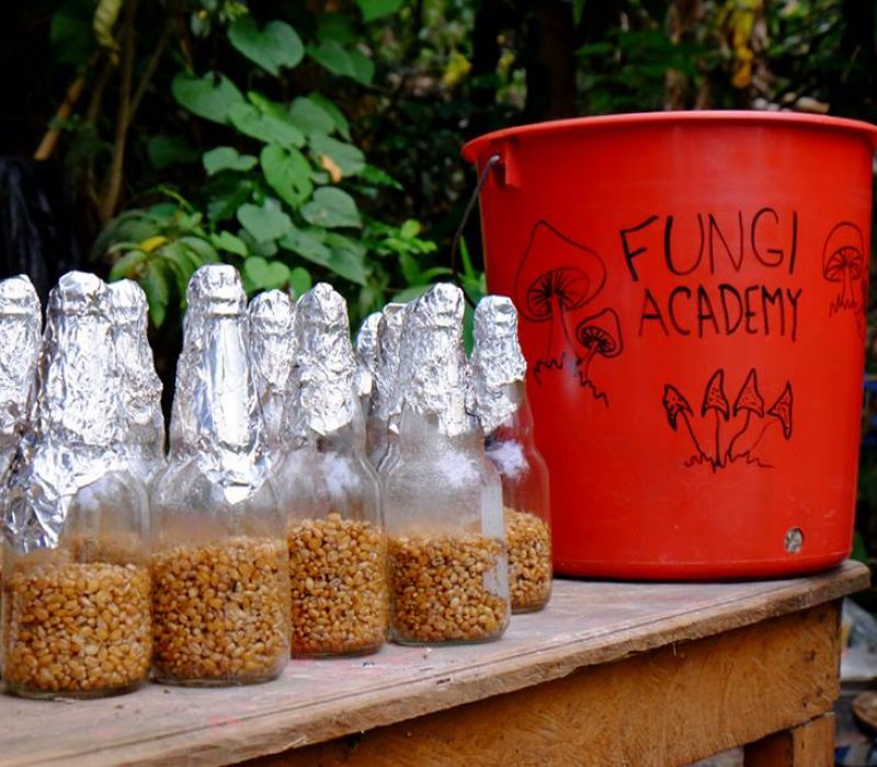 Bottles of freshly sterilized sorghum ready for inoculation in the Fungi Academy laboratory