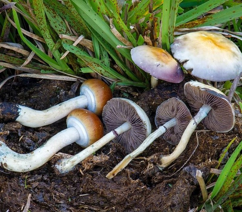 Cubensis-mushrooms grow-mushrooms