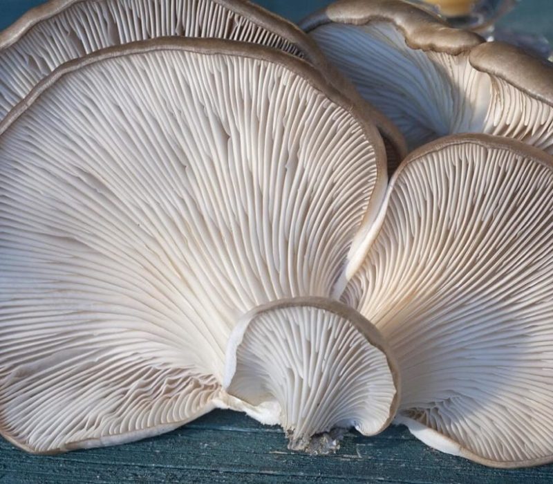 Oyster-mushrooms grow mushrooms
