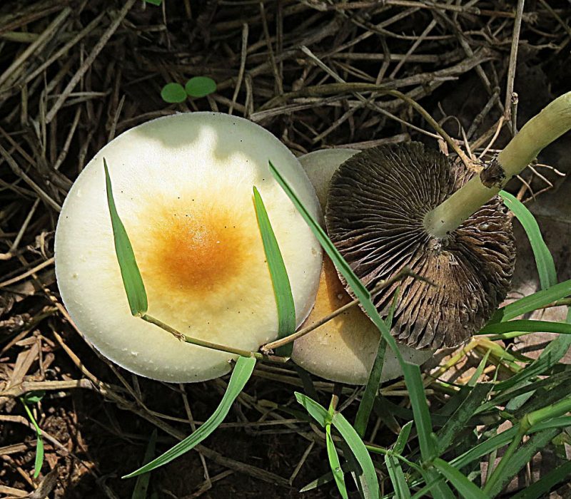 Psilocybe cubensis sacred mushrooms in nature
