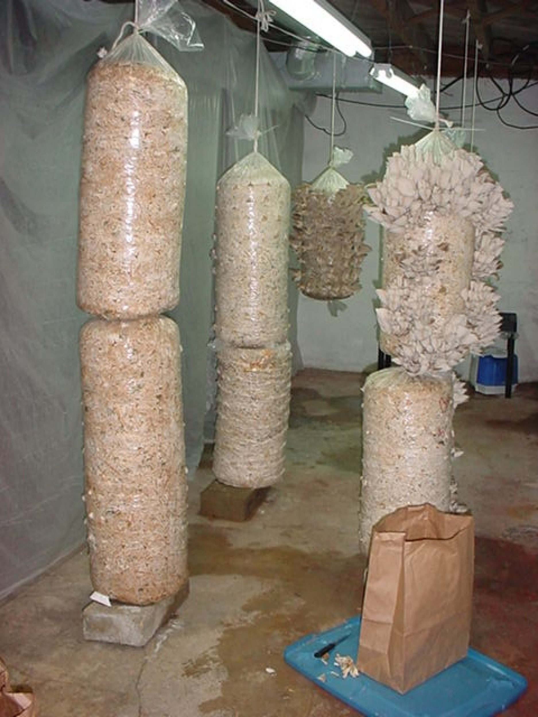 oyster on straw how to grow oyster mushrooms