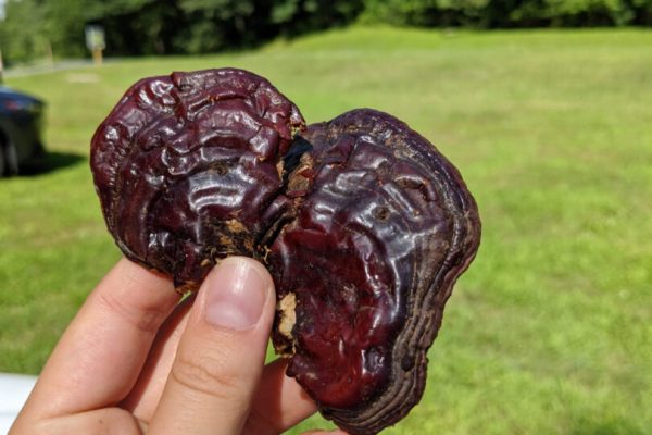reishi 3 reishi mushroom