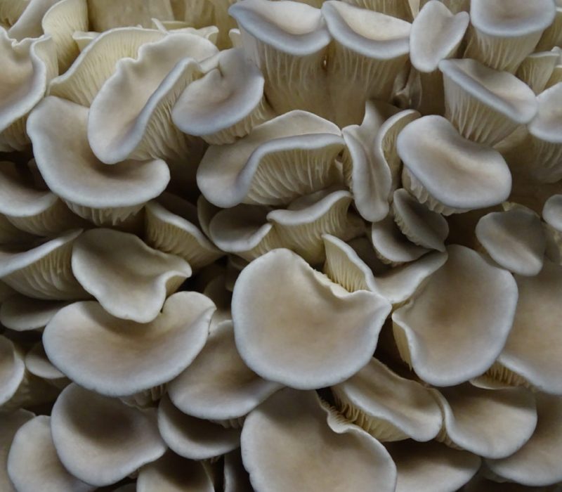 tivoli 1 tivoli mushrooms