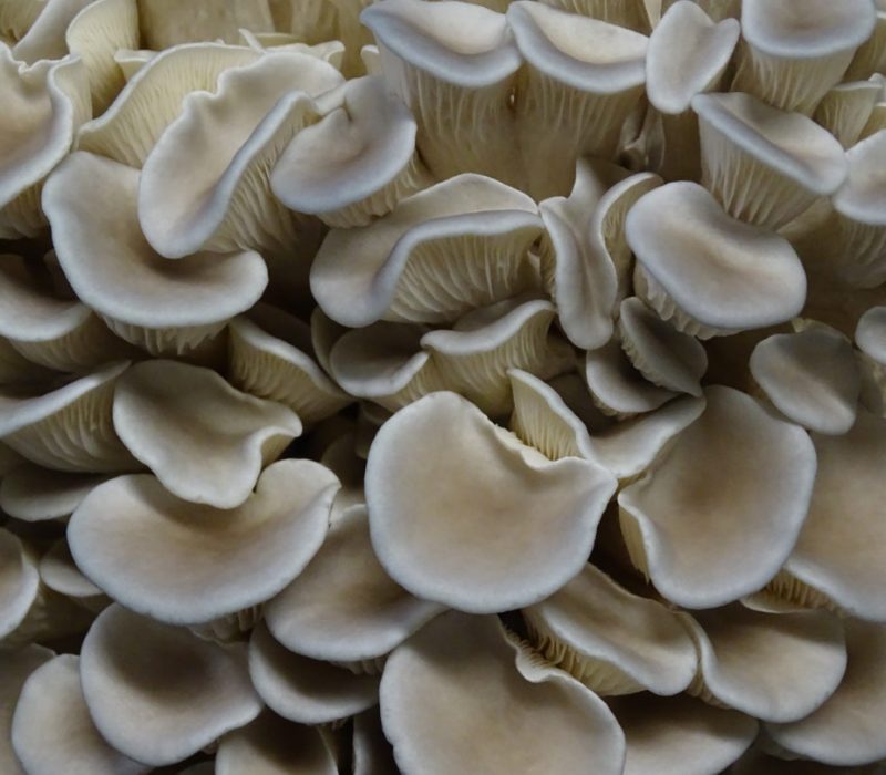 tivoli mushrooms